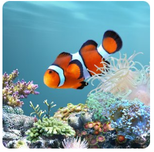 Live Wallpaper on Com Anipet Marine Aquarium Live Wallpaper Free Appstore For Android