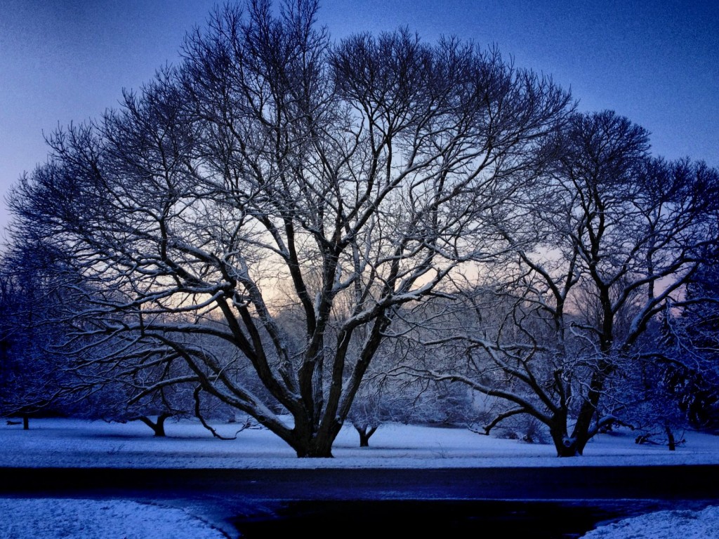 Edited Winter Tree Dynamic Light Edited iPhone