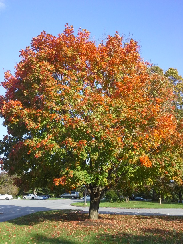 Samsung Relay tree Samsung Galaxy Relay 4G T_Mobile Sample Photo
